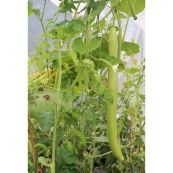 Cucuzza squash /Serpente di Sicilia/Lunga da pergola 