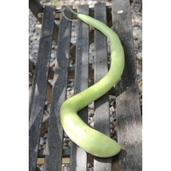 Cucuzza squash /Serpente di Sicilia/Lunga da pergola 