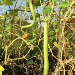 Cucuzza squash /Serpente di Sicilia/Lunga da pergola 
