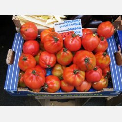 Tomat CUOR DI BUE (Franchi)