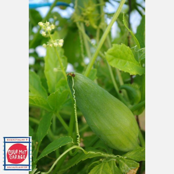 Korila (Cyclanthera pedata) - ekologiska frer
