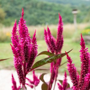 Celosia DARK PINK PLUME - Ekologiska fr�er