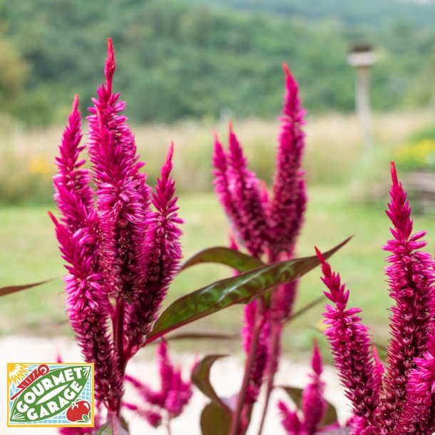 Celosia DARK PINK PLUME - Ekologiska fr�er