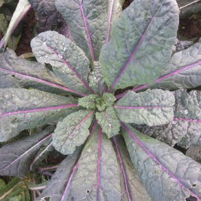 Kl DAZZLING BLUE - ekologiska frer