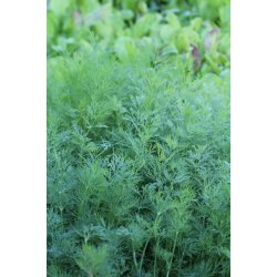 DILL (ANETO)