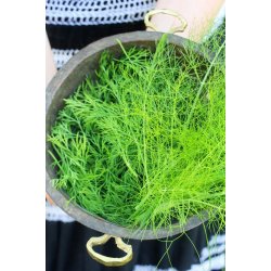 Vildfnkl (Finocchio selvatico) - STORPACK