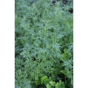 DILL (ANETO)