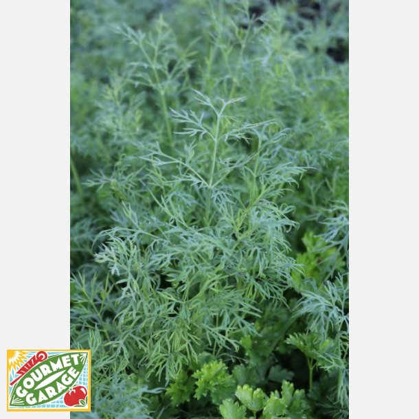 DILL (ANETO)