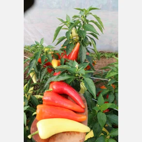 Paprika DJAGILA - Ekologiska fr�er