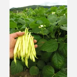 Vaxb�na DR. BECKER NR. 18 - Ekologiska fr�er