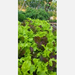 BIS DI LATTUGHE - rd och grn plocksallat (Franchi)