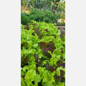 BIS DI LATTUGHE - rd och grn plocksallat (Franchi)