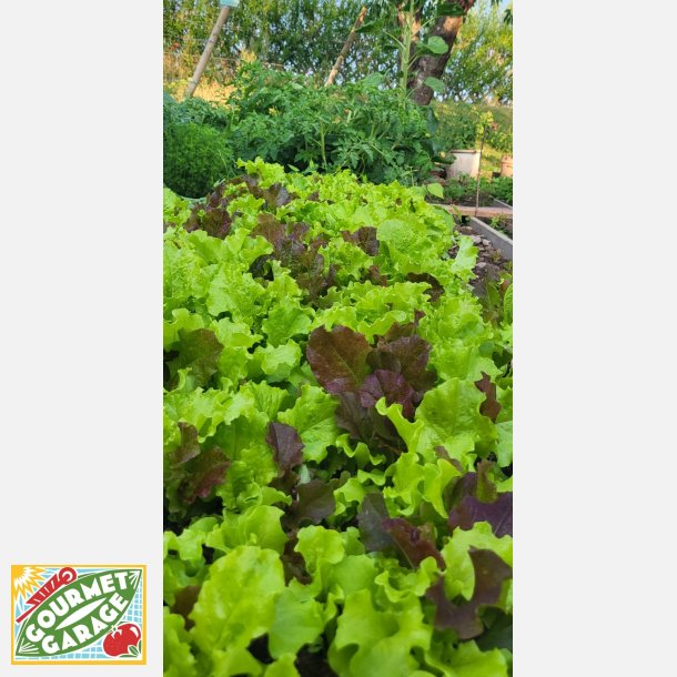 BIS DI LATTUGHE - rd och grn plocksallat (Franchi)