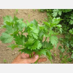 FRBOX - BLADGRNT DELUXE - Demetercertifierade frer