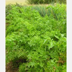 FRBOX - BLADGRNT DELUXE - Demetercertifierade frer