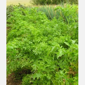 FRBOX - BLADGRNT DELUXE - Demetercertifierade frer