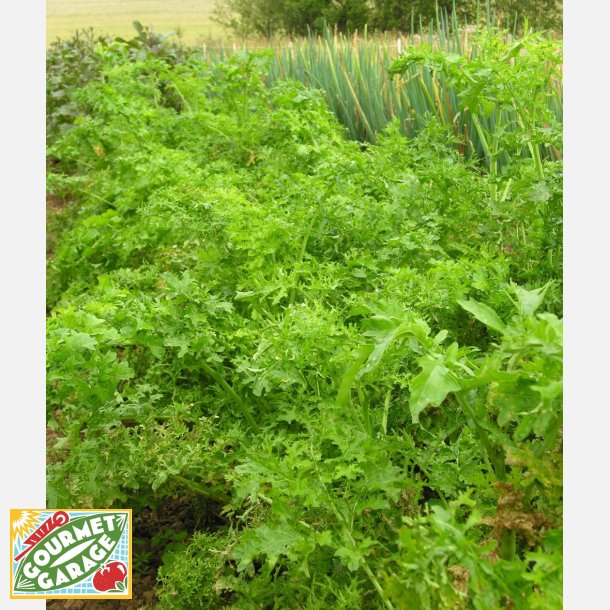 FR�BOX - BLADGR�NT DELUXE - Demetercertifierade fr�er