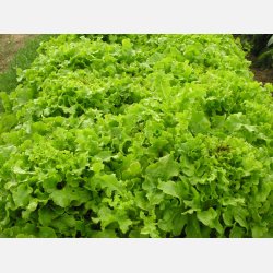 FRBOX - BLADGRNT DELUXE - Demetercertifierade frer