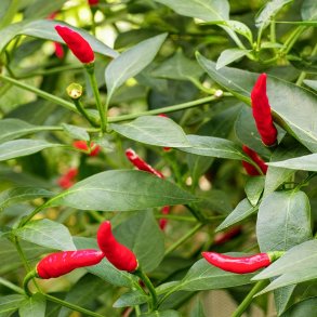 Piment (chili) Sucette De Provence - ekologiska frer