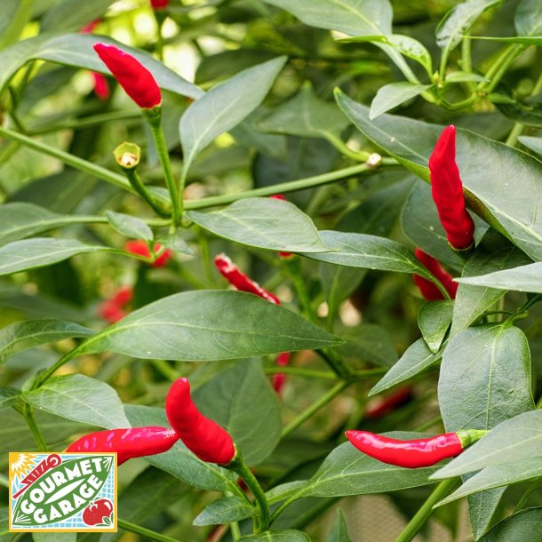 Piment (chili) Sucette De Provence - ekologiska frer
