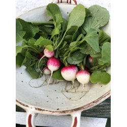 Rdisa Tondo a punta bianca (Gaudry 2) - ekologiska frer