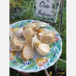 Elefantvitl�k/AGLIONE tipico della Valdichiana - 3 klyftor f�r plantering