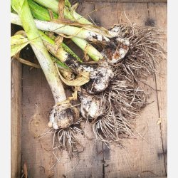 Elefantvitl�k/AGLIONE tipico della Valdichiana - 3 klyftor f�r plantering