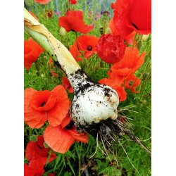 Elefantvitl�k/AGLIONE tipico della Valdichiana - 3 klyftor f�r plantering