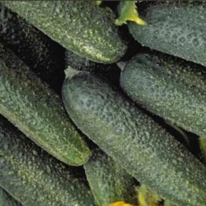 Cornichon (druvgurka) FIN DE MEAUX - Ekologiska fr�er