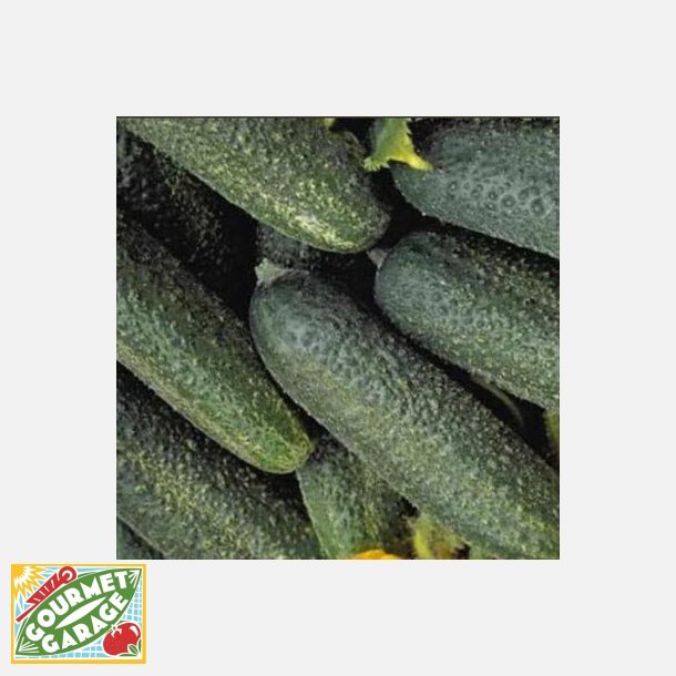 Cornichon (druvgurka) FIN DE MEAUX - Ekologiska fr�er