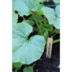 Zucchini FIORENTINO (Franchi)