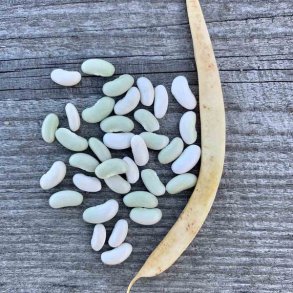 Kokb�na FLAGEOLET CHEVRIER VERT A ECOSSER - Ekologiska fr�er