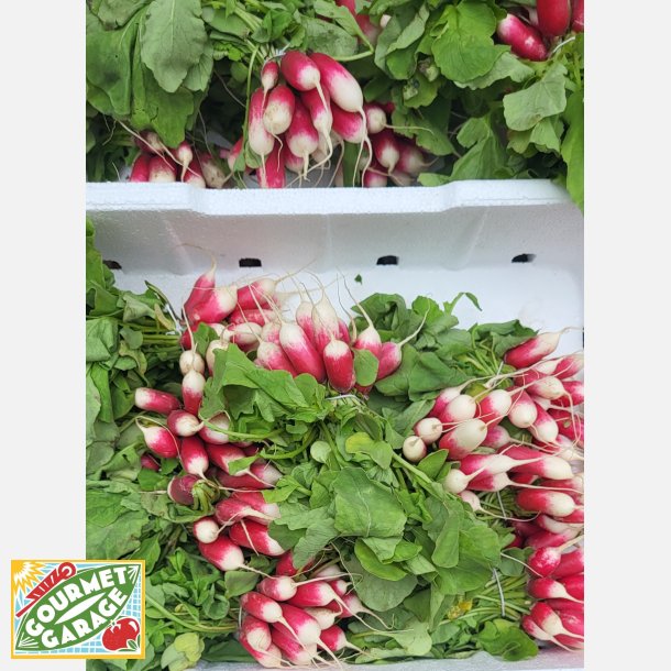 R�disa FLAMBOYANT 3 (Franchi)