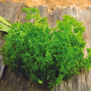 Fransk krvel (Fransk persilja) FRISE - Ekologiska frer