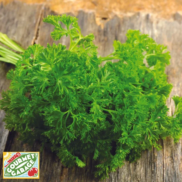 Fransk krvel (Fransk persilja) FRISE - Ekologiska frer