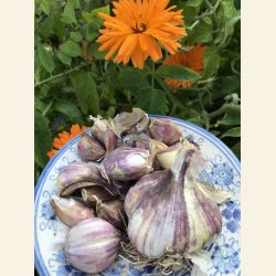 Vitl�k fransk (Ail violet) Germidour - 2 hela l�kar