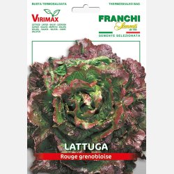 Bataviasallat ROUGE GRENOBLOISE