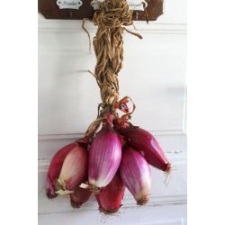 Tropea lk Rossa Lunga