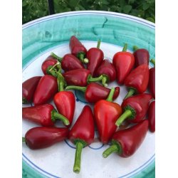 Chili TROTTOLINO AMOROSO