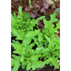 Sallat Barba dei Frati/ Radichetta/Cerbiatta