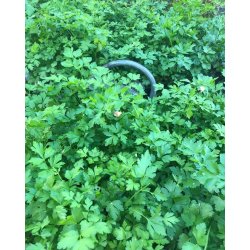 Persilja GIGANTE DI NAPOLI - ekologiska frer 