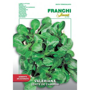 Mchesallat Verte de Cambrai