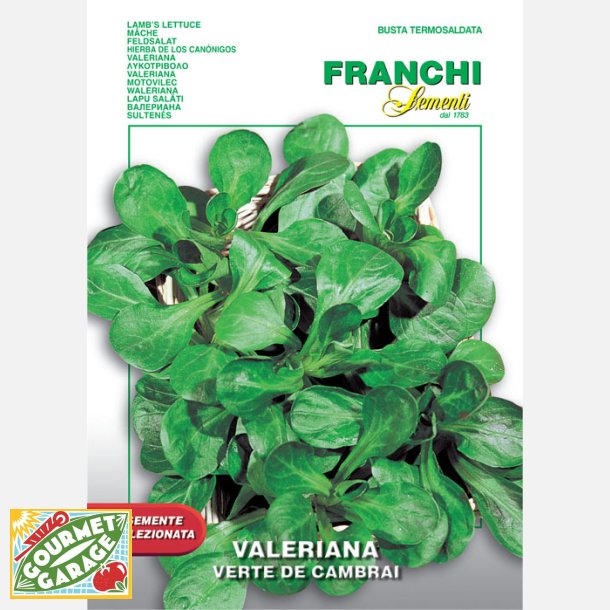 Mchesallat Verte de Cambrai