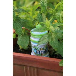 Pepparmynta (Menta piperita)