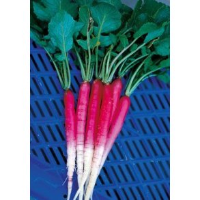 Rdisa Lungo di Napoli