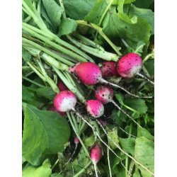 Rdisa Tondo a punta bianca (Gaudry 2) - ekologiska frer