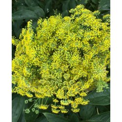 Vildfnkl (Finocchio selvatico) - STORPACK