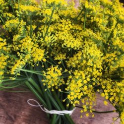 Vildfnkl (Finocchio selvatico) - STORPACK