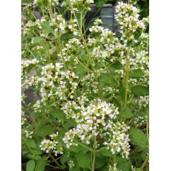 Oregano (siciliansk) vitblommig ORIGANO A FIORE BIANCO 