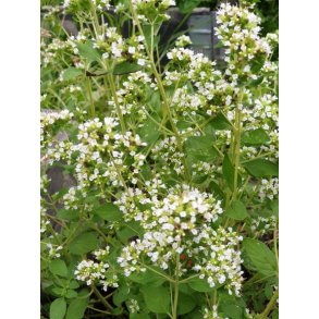 Oregano (siciliansk) vitblommig ORIGANO A FIORE BIANCO 